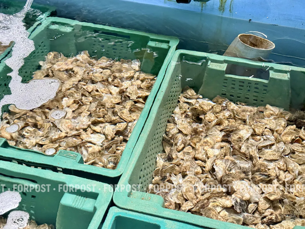 Морские фермеры в Севастополе вслед за «штормом века» жалуются на конкурентов из Китая