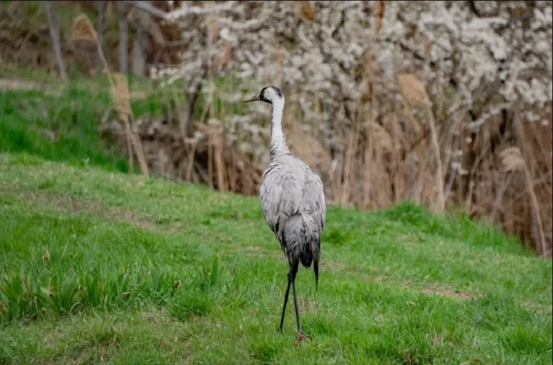 Жители Севастополя спасли двух журавлей после перелёта над Чёрным морем