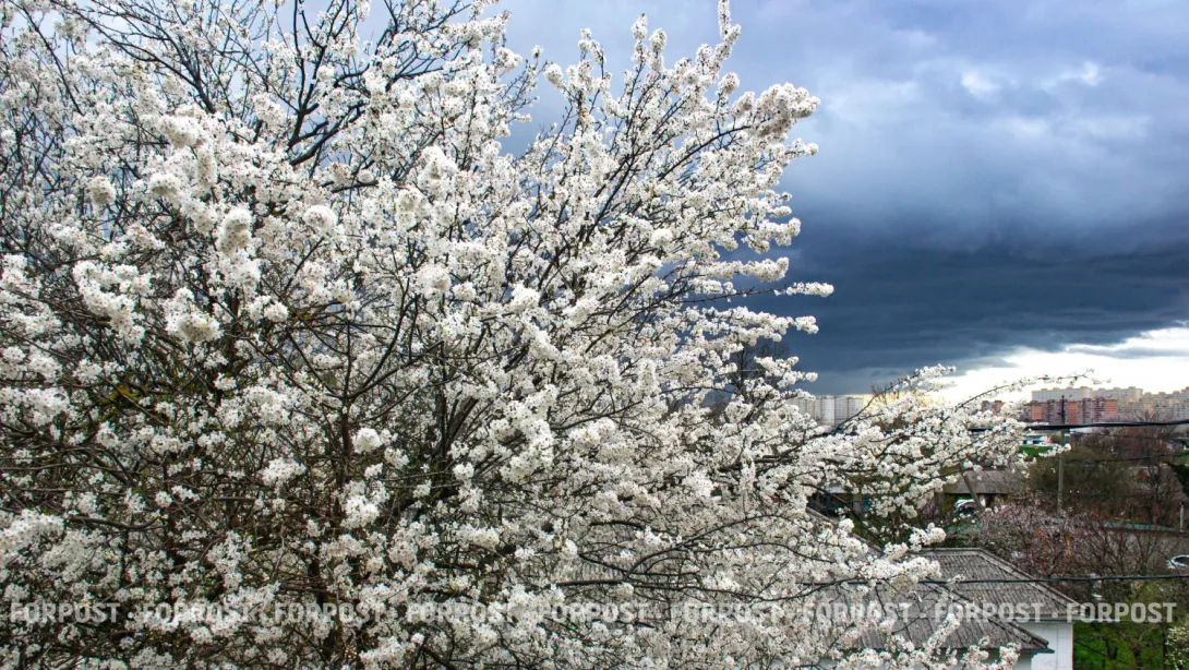 Цветочные облака Краснодара