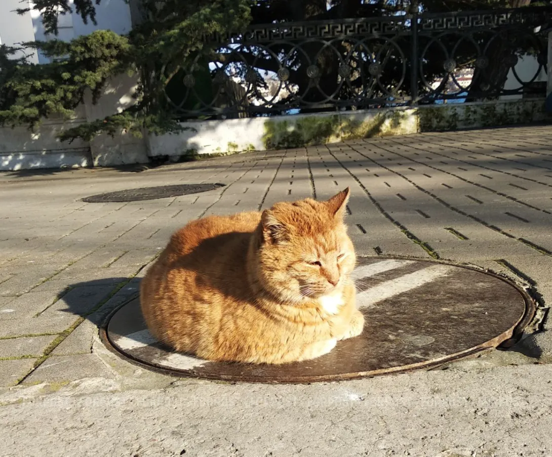 В Севастополе спасли кота на проводах