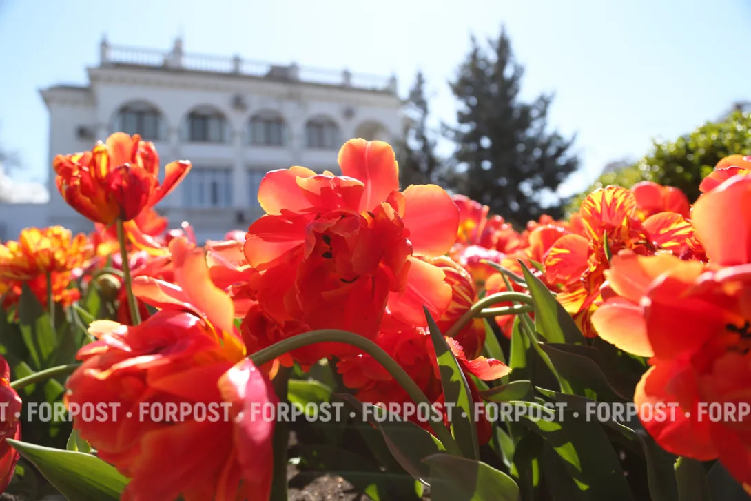 Как тюльпаны преобразили центр Севастополя