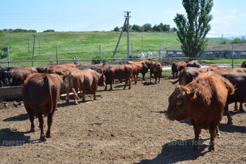 В Севастополе приняли закон об изъятии животных