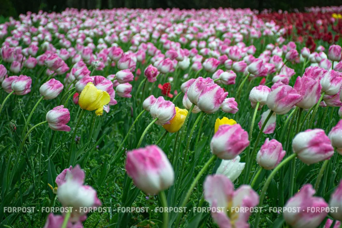 Магия тюльпанов в Краснодаре