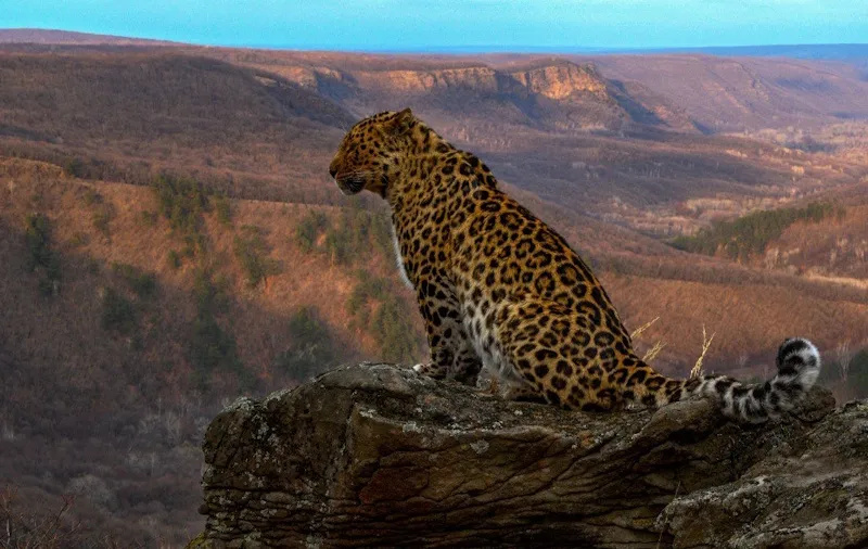 В России выбирают имя для третьего котёнка дальневосточного леопарда