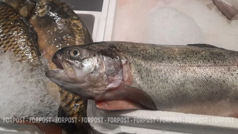 Крымские учёные создают лечебные корма для рыб вместо антибиотиков