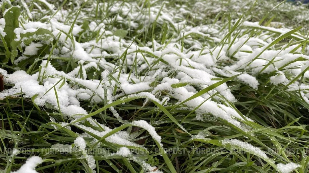 «Черёмуховые» холода придут в мае: учёный объяснил, почему это неизбежно