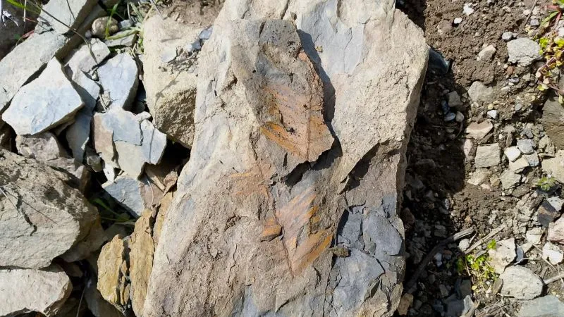 У водохранилища в Крыму нашли редкие отпечатки растений из эпохи динозавров 