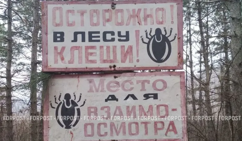 До пика сезона ещё далеко, а укусов клещей в Крыму уже вдвое больше