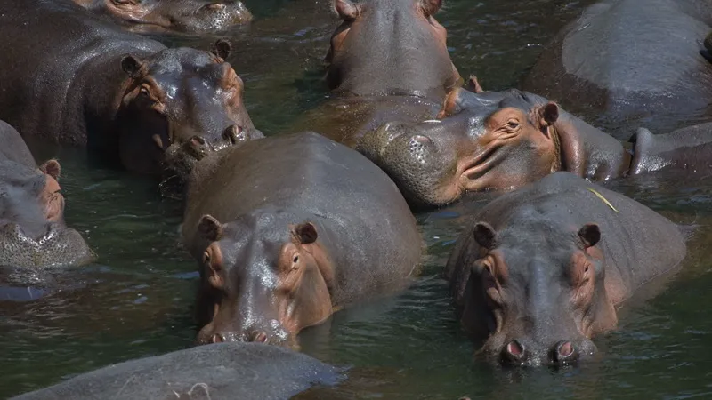 Колумбия вынуждена усыпить почти сотню гиппопотамов Пабло Эскобара