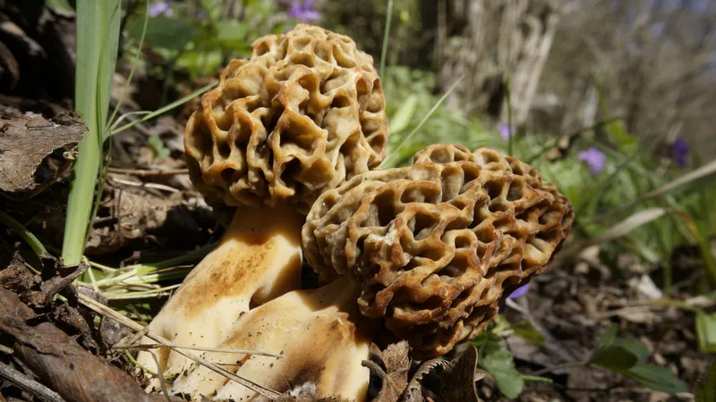 Пять видов сморчков и опасный двойник: гид по крымским грибам от миколога