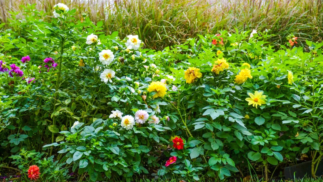 Могут ли севастопольцев оштрафовать за высадку цветов у дома