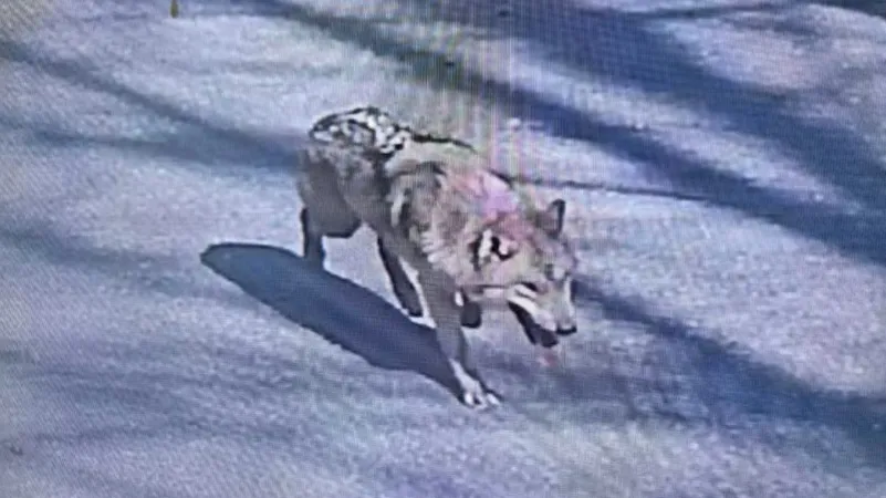 Сбежавшего редкого волка ищут 300 пожарных, полицейских и военных