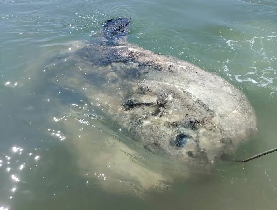Луна-рыба весом более тонны заблокировала канал в Венеции