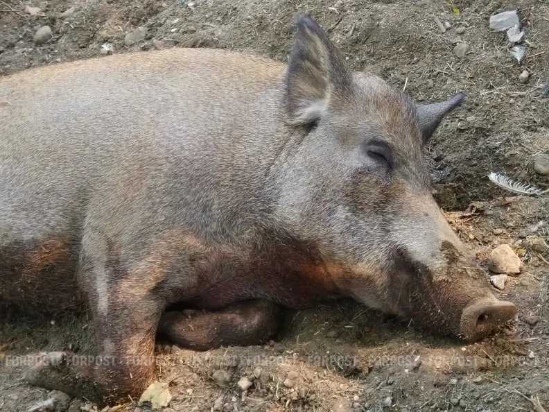 Как чернобыльская радиация спустя 40 лет убивает кабанов в Германии