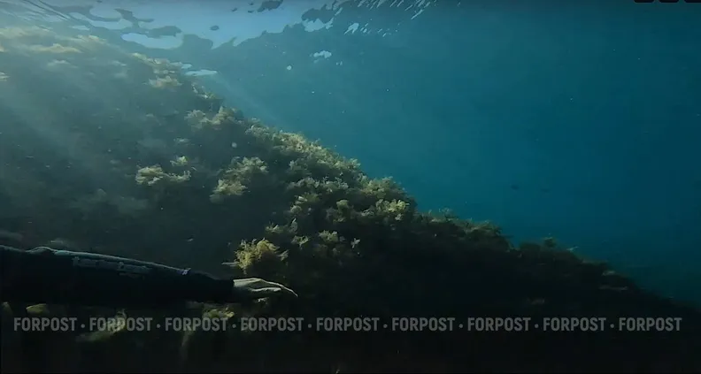 Во время спорного эксперимента в океан вылили 65 тысяч литров химикатов