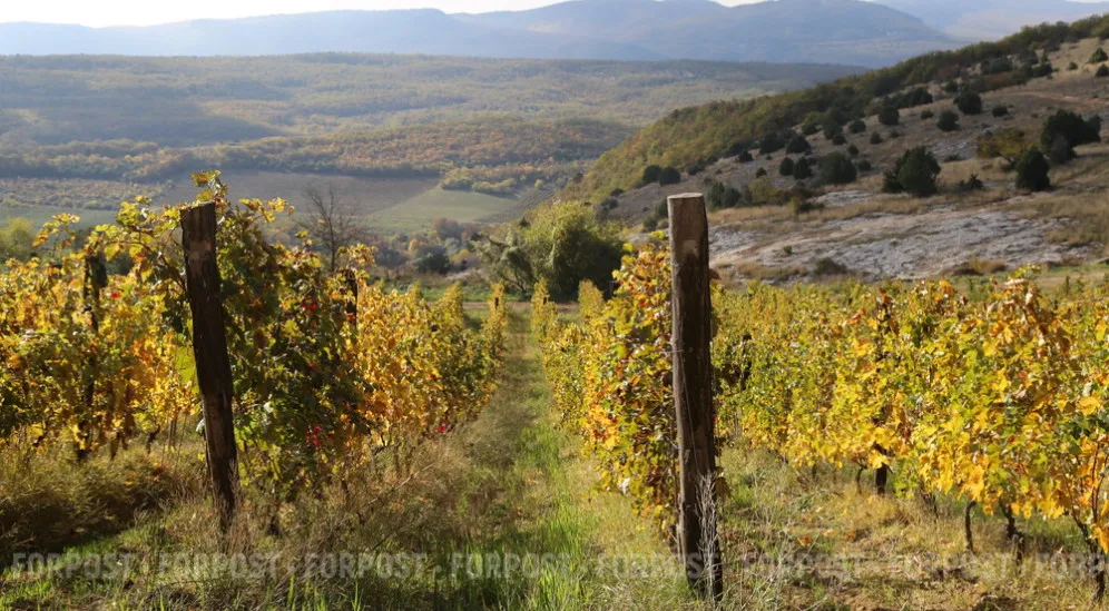 Севастополь наращивает виноградники несмотря на уже рекордные площади