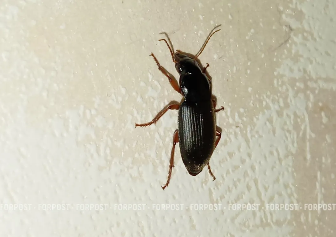 Жуки-шпионы: что известно о новой разработке для НАТО