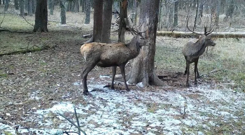 В крымских заповедниках в три раза увеличилось число животных