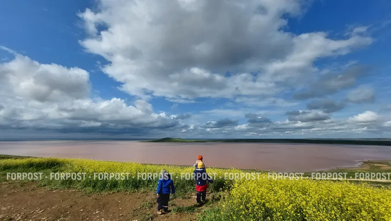 Спутник показал, как «тюльпановый» заповедник в Крыму расцвёл без туристов