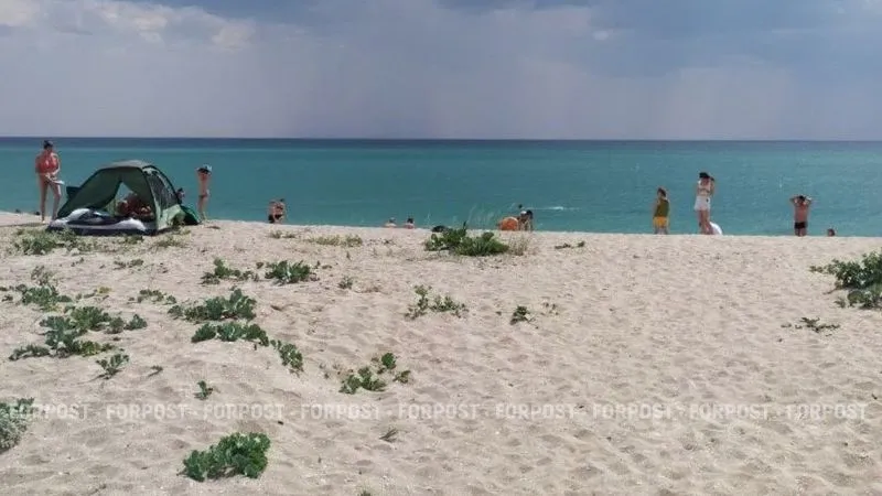 Колючая охранница песчаных пляжей западного Крыма исчезает из-за отдыхающих