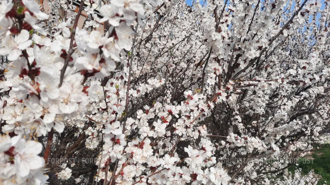 Крымское предприятие отсудило почти 4 миллиона у самоуправца с бензопилой