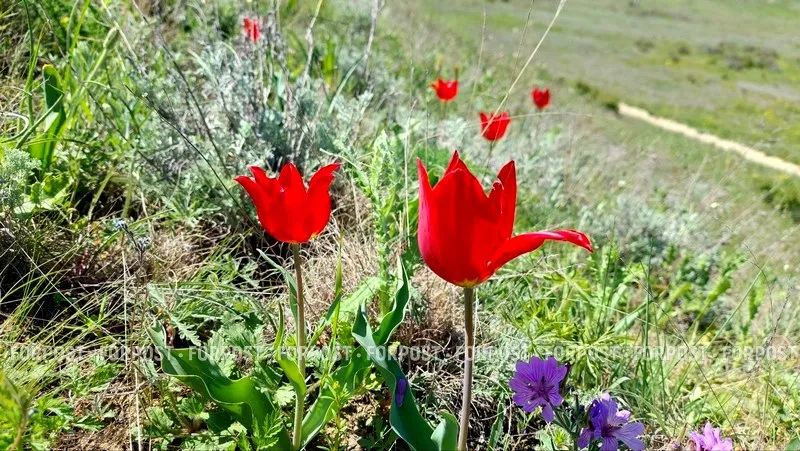 На хребте Джан-Кутаран растут в основном тюльпаны Шренка.