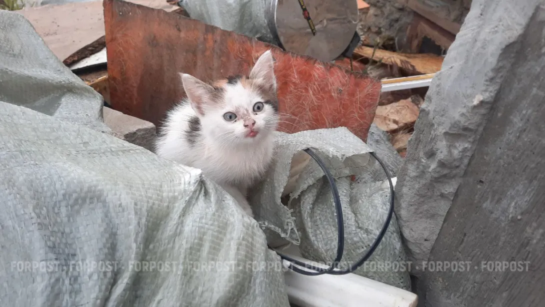 «Забытый» диагноз ожил: врачи спасали девочку, которую просто поцарапал котёнок