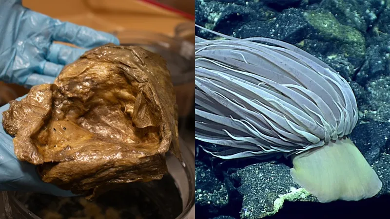 Учёные решили загадку золотого яйца, найденного у побережья Аляски