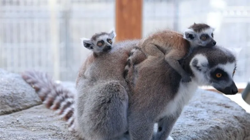 Кенгуру, лемуры и антилопы устроили в Крыму экзотический бэби-бум 