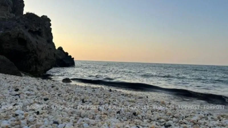 В Азовском море поселился пришелец из Атлантики 
