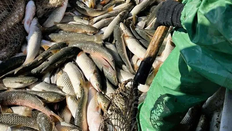 В Азовском море рекордный улов пиленгаса