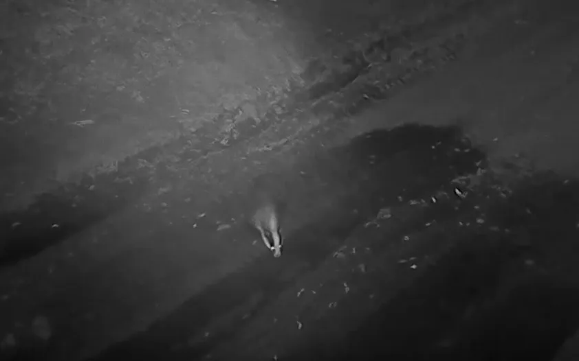 Что фотоловушки рассказали о барсуках в Севастополе