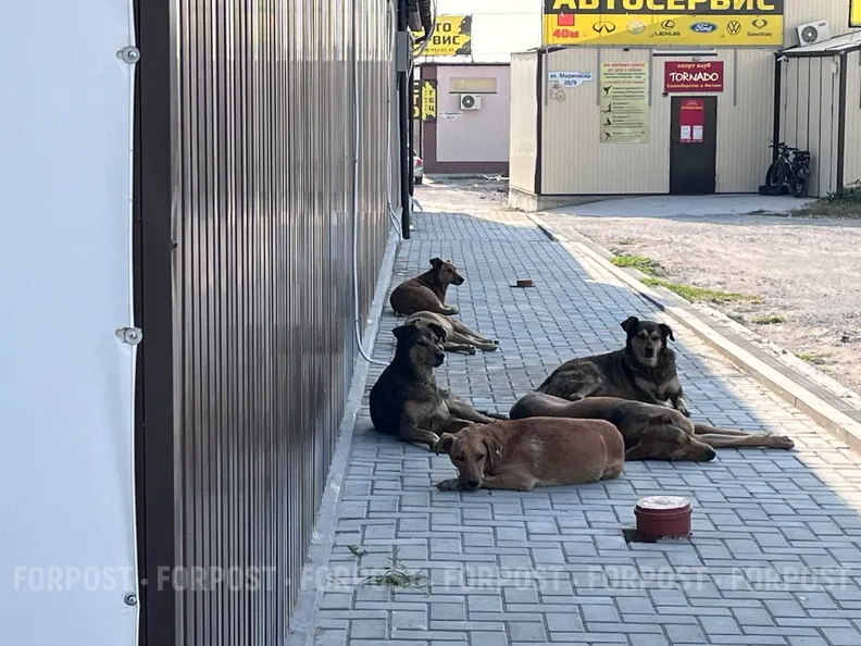 В Крыму массово отравили бездомных собак