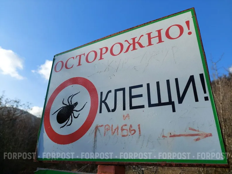 В Крыму 26 человек клещи заразили болезнью Лайма 