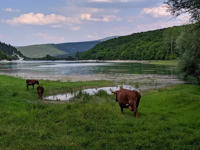 В Крыму нашли бешеный скот