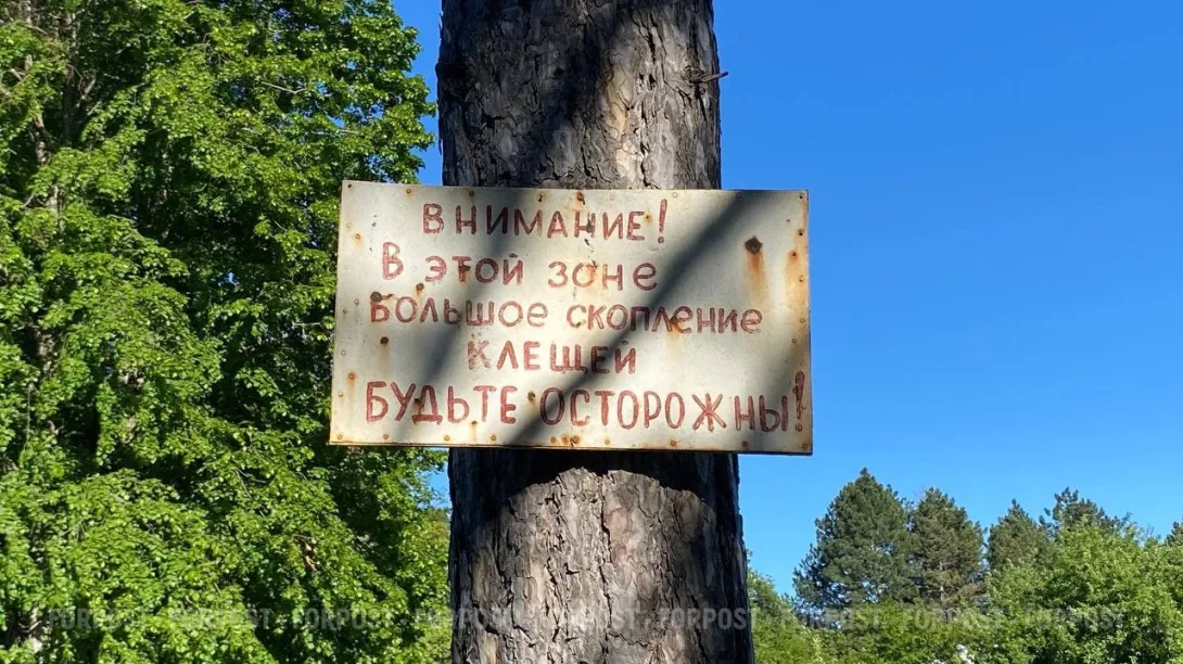 В Крыму зафиксировано почти 2 тысячи укусов клещей с начала сезона