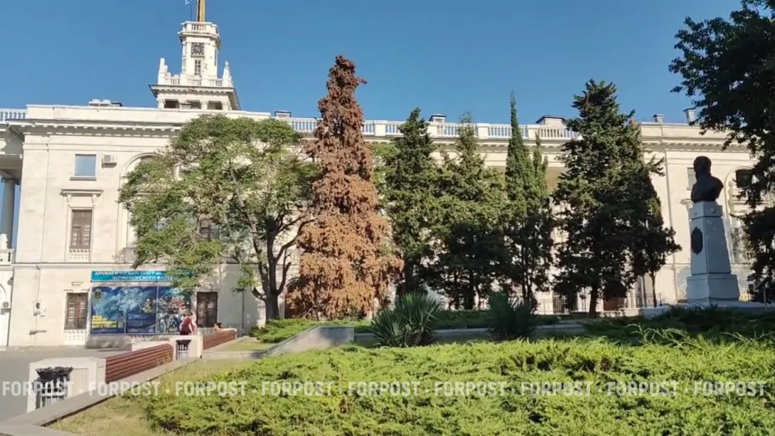В центре Севастополя один за другим сохнут многолетние кедры