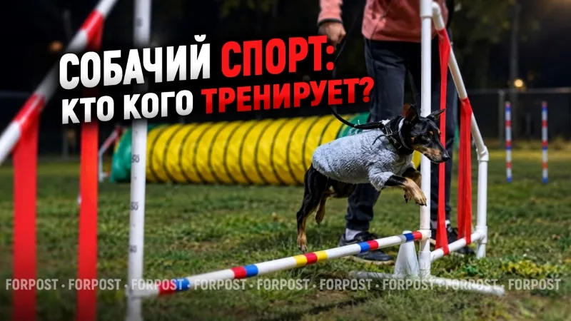 Зачем собакам заниматься спортом? — сюжет ForPost