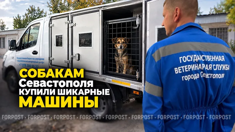 Как отлов безнадзорных собак в Севастополе делают более эффективным