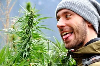 Крымский депутат выращивал марихуану