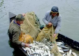 В Севастополе за взятку задержаны сотрудники отдела регулирования рыболовства