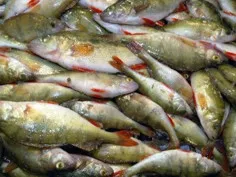 Севастополь стал лидером в рыбодобывающей отрасли