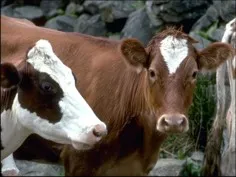 В Севастополе уничтожают крупный рогатый скот