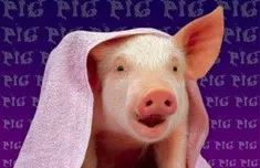 В Севастополе запрет на убой свиней отложен на год