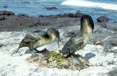Гибель диких птиц под Севастополем становится масштабнее, но остается загадкой