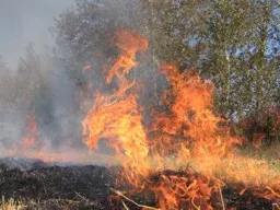 В праздничные дни сгорело 807 квадратных метров леса