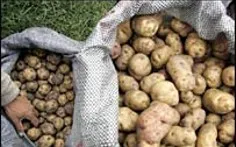 В Севастополе дорожает картофель