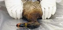 В Севастополе у перелетных птиц обнаружен птичий грипп