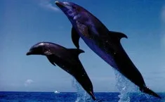 На участке крымского побережья от Ялты до Севастополя проходит «дельфиний фестиваль»