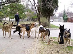 Защитники животных утверждают, что в Севастополе неизвестно куда ушли деньги на липовую стерилизацию собак